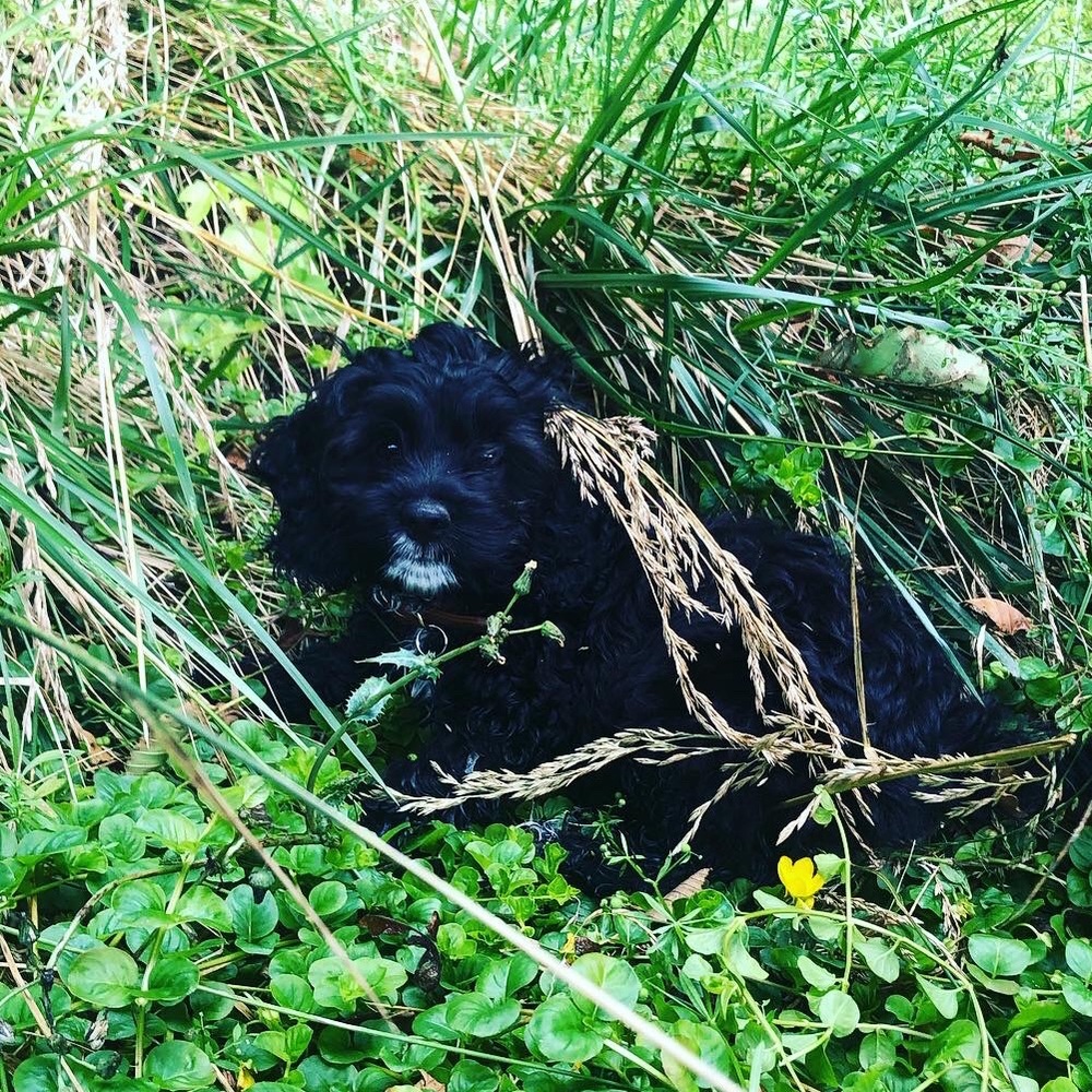 Meet your Posher, Lily